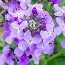 Pick mix wildflower for sale  SELBY