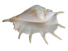 Riesenmuschel lambis truncata gebraucht kaufen  Troisdorf