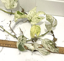 Epipremnum pinnatum marble for sale  Hohenwald