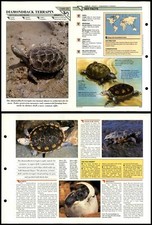 Diamondback terrapin reptiles for sale  SLEAFORD
