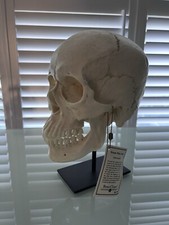 Homo sapiens bone for sale  CAMBRIDGE