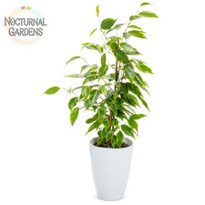 Weeping fig ficus for sale  Denver