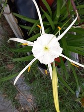 Swamp spider lily for sale  Lyons