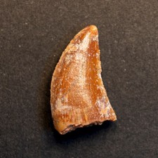 Abelisaurier zahn 0cm gebraucht kaufen  Stuttgart