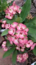 Rainbow crown thorns for sale  Cleveland