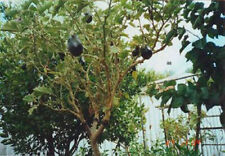 solanum torvum usato solanum torvum usato Reggio Calabria