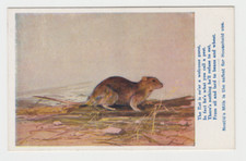 LEITE CONDENSADO SUÍÇO RARO ANTIGO P/C NESTLE'S. CARTÃO No3 THE RAT. c1914, usado comprar usado  Enviando para Brazil