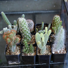 Mini cactus mystery for sale  San Diego