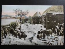 Country life sheep for sale  UK