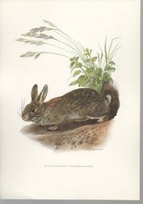 Lapin garenne gravure d'occasion  Saint-Gengoux-le-National