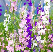 700x rocket delphinium for sale  DEWSBURY