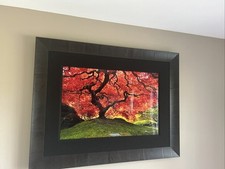 Peter lik tree for sale  Port Saint Lucie