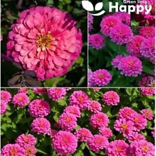 Zinnia luminosa pink for sale  DONCASTER