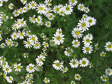 Herb chamomile roman for sale  SALISBURY
