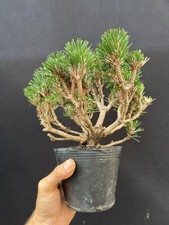 Thick based kotobuki for sale  Wallkill