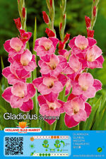 Gladiolen gladiolenzwiebeln sy gebraucht kaufen  Erfurt