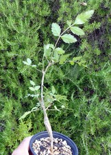 Bursera fagaroides adenium d'occasion  Servian