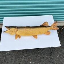 Northern pike taxidermy for sale  Manville