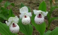 Cypripedium ulla silkens for sale Cypripedium ulla silkens for sale  LISBURN