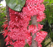 Ixora margaretae ultra for sale  Blacksburg