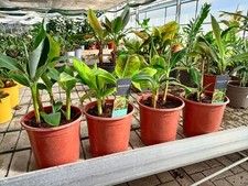 Pianta banano musa usato  Foligno