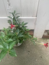 Rooted red mandevilla for sale  Woodhaven