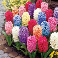 Mixed colors large for sale  Mount Pleasant