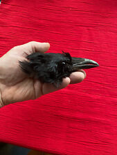 Crow skull taxidermy for sale  ALCESTER