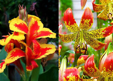 Canna queen charlotte for sale  MELTON MOWBRAY
