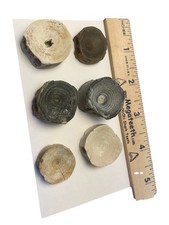 vertebrae for sale vertebrae for sale Hollywood