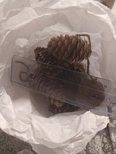 Konvolut versch zapfen gebraucht kaufen  Mühlacker