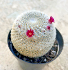 Mammillaria elegans comes for sale  San Marcos
