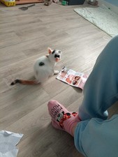 Female baby kitten for sale  UK