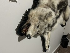 Grey wolf skin for sale  Bothell