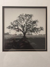 Ansel adams oak for sale  El Cajon
