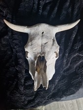 Tierpräparat kuhschädel taxi gebraucht kaufen  Oschersleben (Bode)