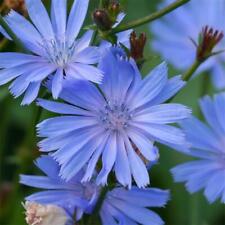 Chicory cichorium intybus for sale  Berwyn