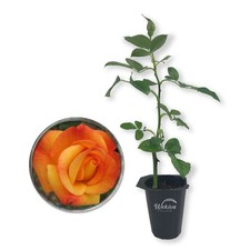 Pinata rose bush for sale  USA