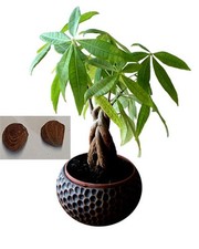Pachira aquatica macrocarpa gebraucht kaufen  Pfullingen