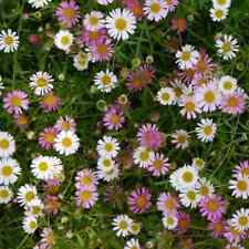 Plug plants erigeron for sale  BANBRIDGE