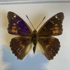 Entomologie apatura aberration gebraucht kaufen  Marienmünster