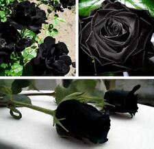 Graines rosier grimpant d'occasion  Gouzeaucourt