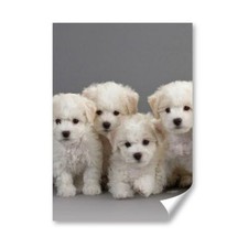 White bichon frise for sale  SELBY