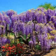 Blue moon wisteria for sale  Mobile