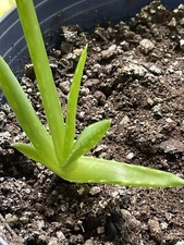 Aloe vera plant for sale  Zephyrhills