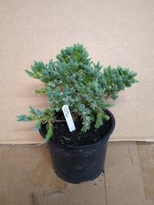 Blue dwarf conifer for sale Blue dwarf conifer for sale  ASHFORD