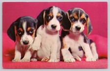 Cartão postal fofo de três filhotes de cachorro Beagle para parar de empurrar comprar usado  Enviando para Brazil