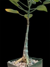Adenia monadelpha for sale  Shipping to United Kingdom