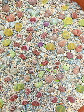 Lithops sassi viventi usato  Ragalna