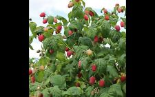 Framboisiers zeva plants d'occasion  Verdun